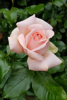Promujer – Colombia